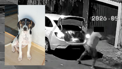 Homem é flagrado arremessando cachorro para fora de carro em Araxá e Polícia Civil abre investigação