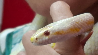Médica-veterinária alerta para importância das serpentes no equilíbrio ambiental