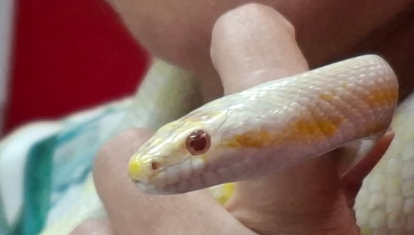 Médica-veterinária alerta para importância das serpentes no equilíbrio ambiental