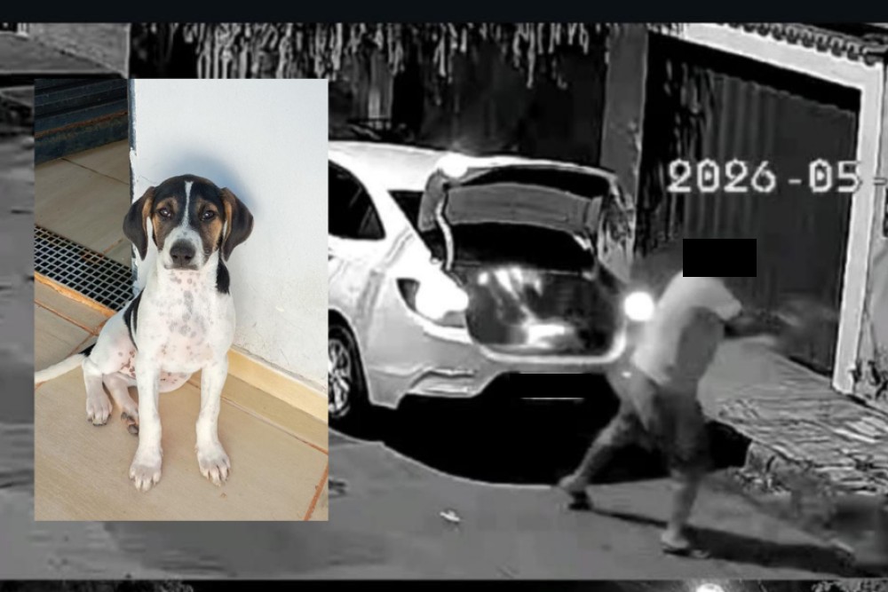 Polícia Civil indicia homem por abandono violento de cão em Araxá