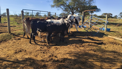 Polícia Civil recupera gado furtado em Araxá e devolve animais ao proprietário