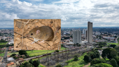 Pesquisa aponta notificações de hantavirose em Araxá e reforça alerta para prevenção no período seco