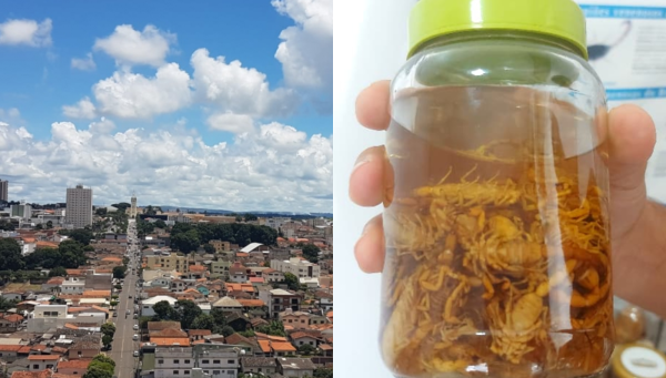 Como evitar escorpiões em casa? Vigilância Ambiental em Araxá dá orientações