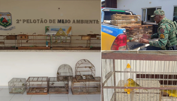 Polícia Militar de Meio Ambiente apreende 20 aves silvestres durante Operação Curupira 4 em Araxá